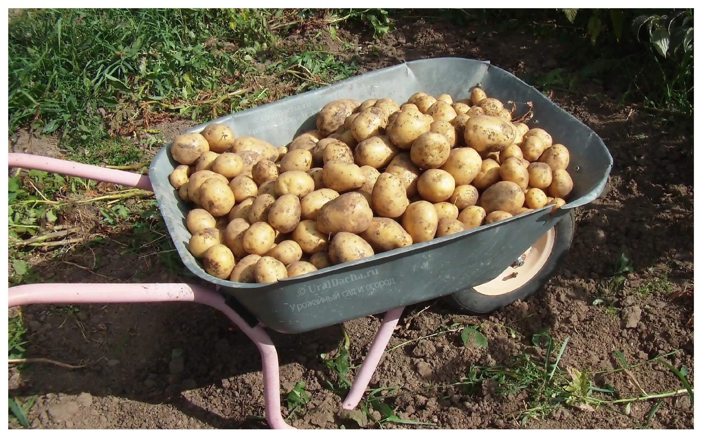 Картофель зекура фото. К чему снится ведро картошки. К чему снится ведро картошки. Картофель в ведре. Ведро картошки картинка.