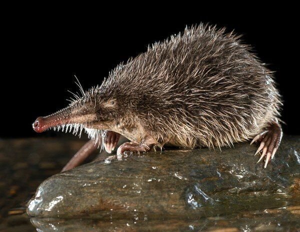 Пиренейская выхухоль. Выхухоль крот. Выхухоль русская (desmana moschata). Выхухоль крот. Выхухоль крот.