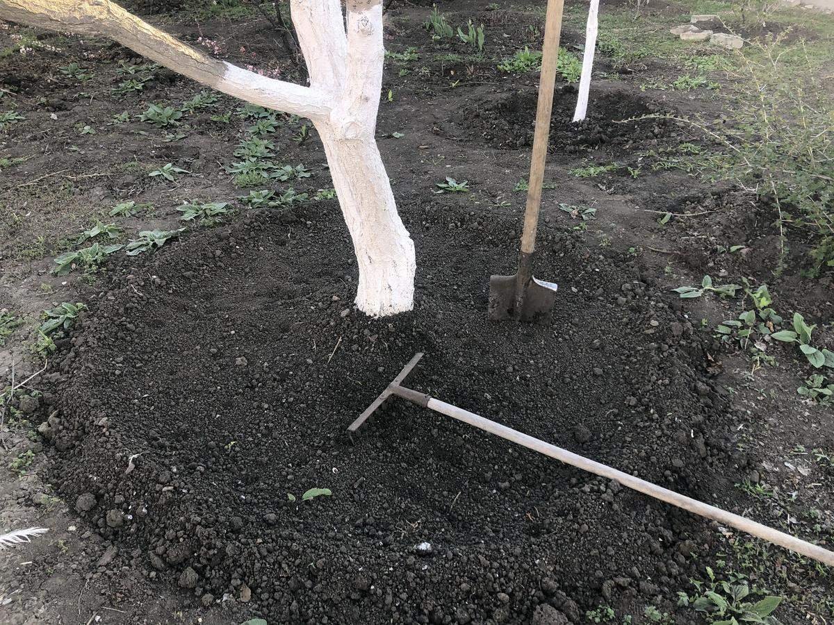 Презентация обработка почвы в приствольных кругах плодового дерева