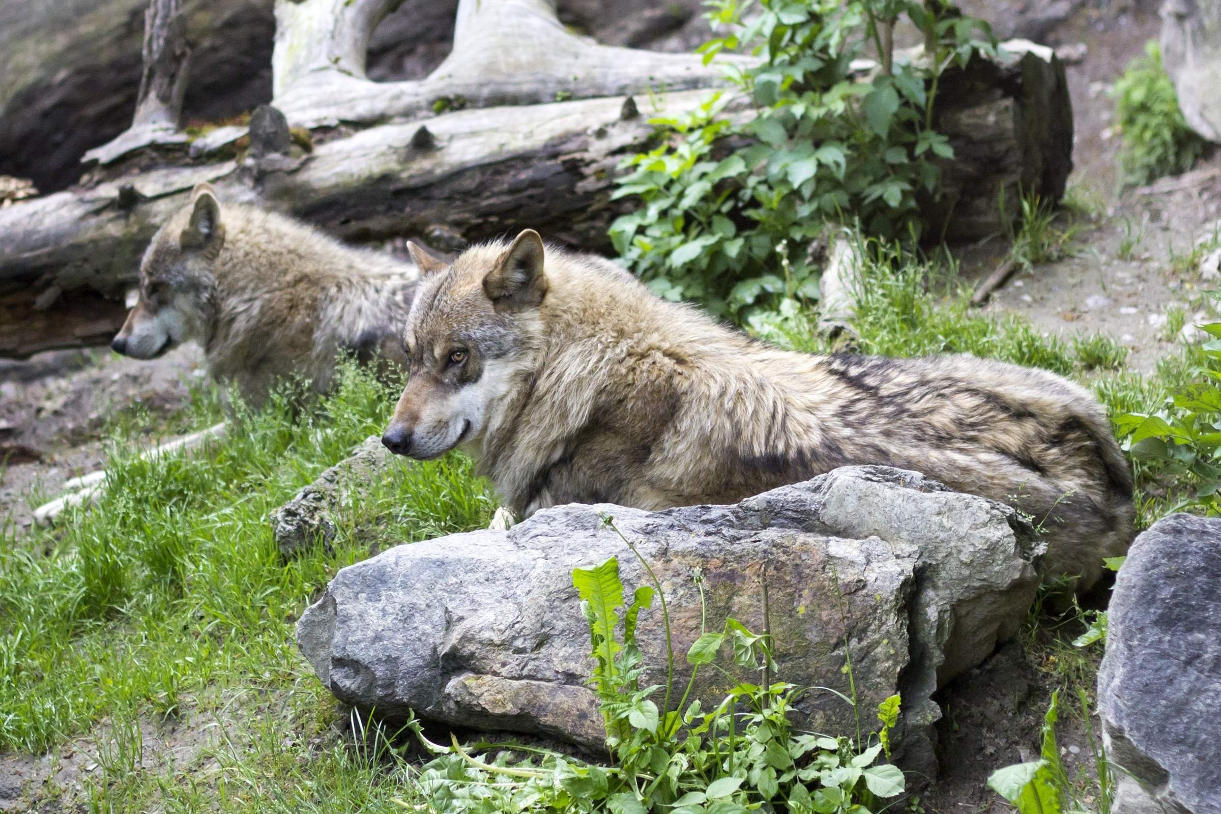 Ли волк. Кенайский волк canis Lupus alces. Гималайский волк. Ильменский заповедник волк. Тибетский волк.