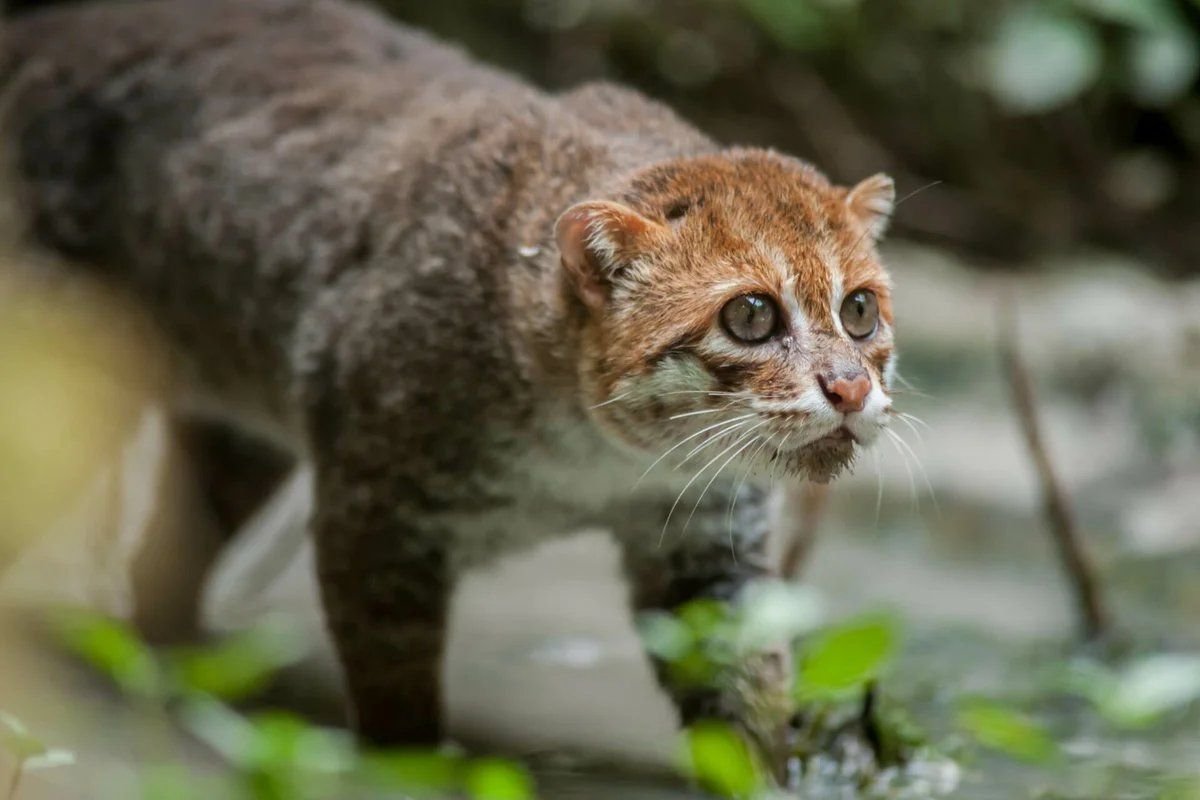 Суматранская мраморная кошка