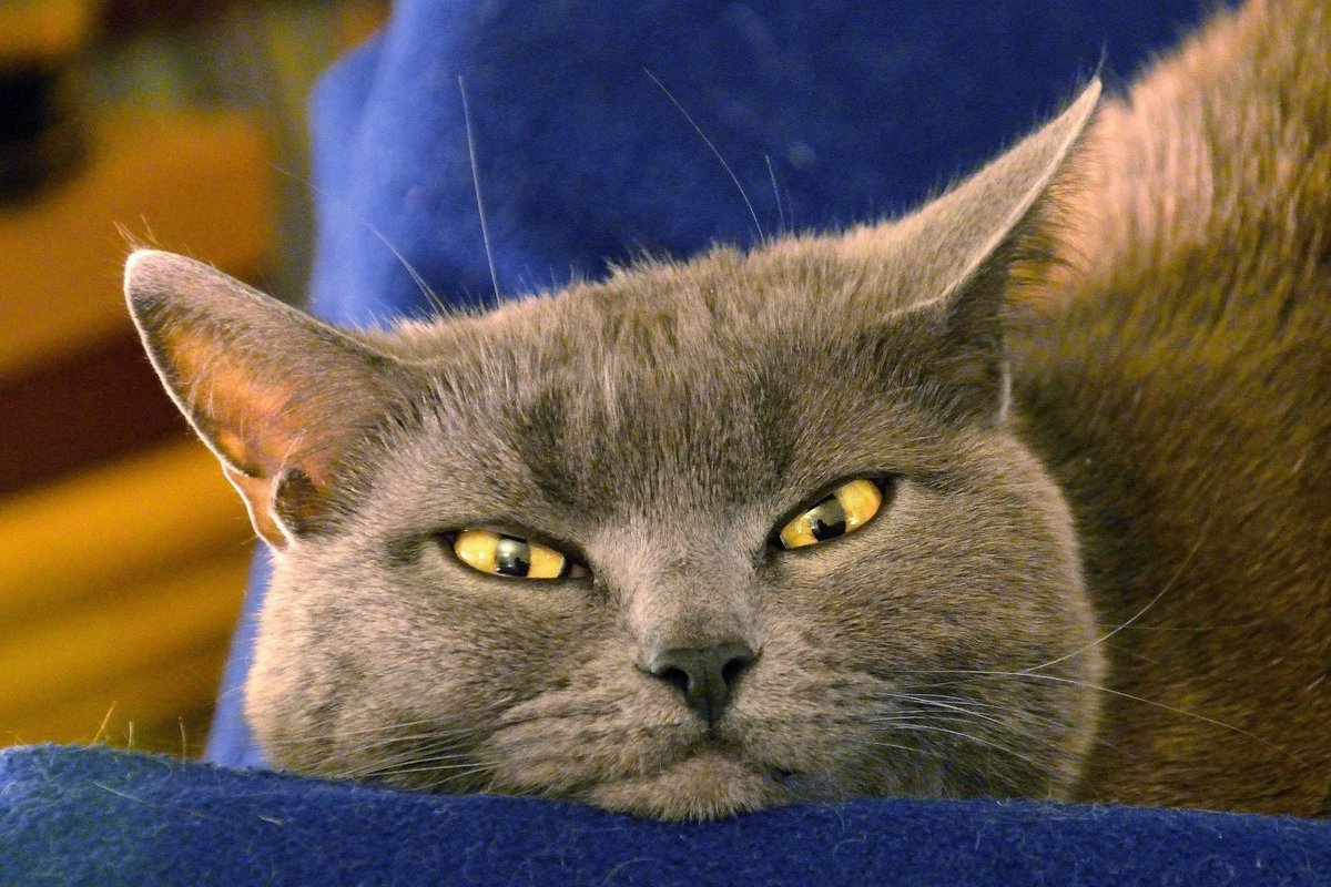 Кот в москве