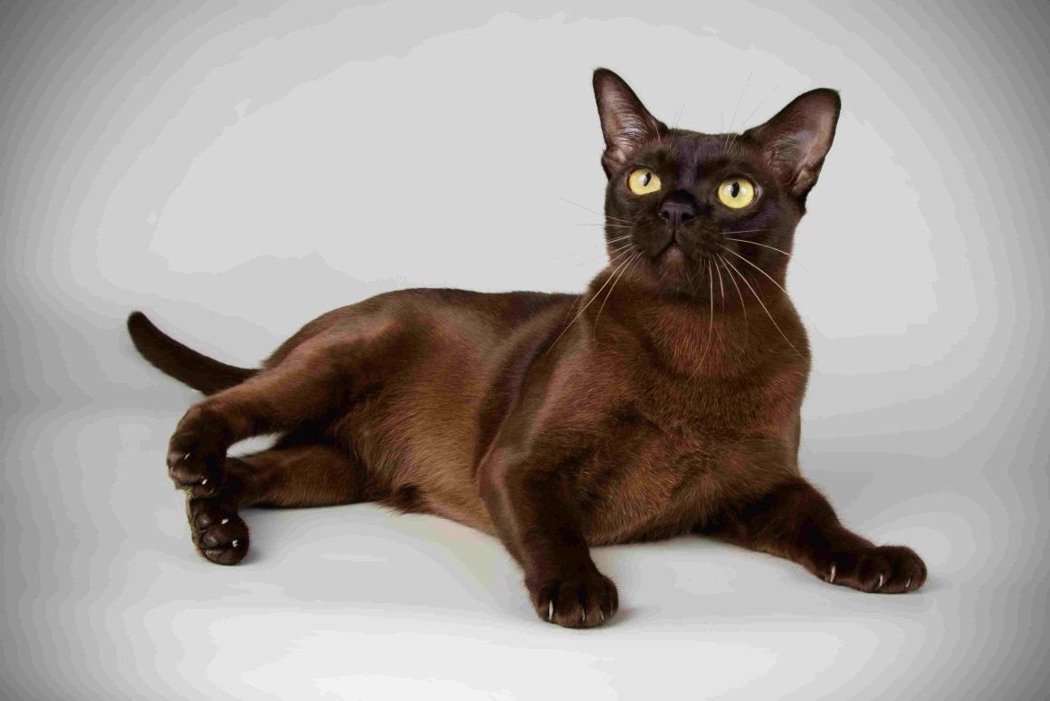 Порода кошек шоколадного окраса с фотографиями и названиями