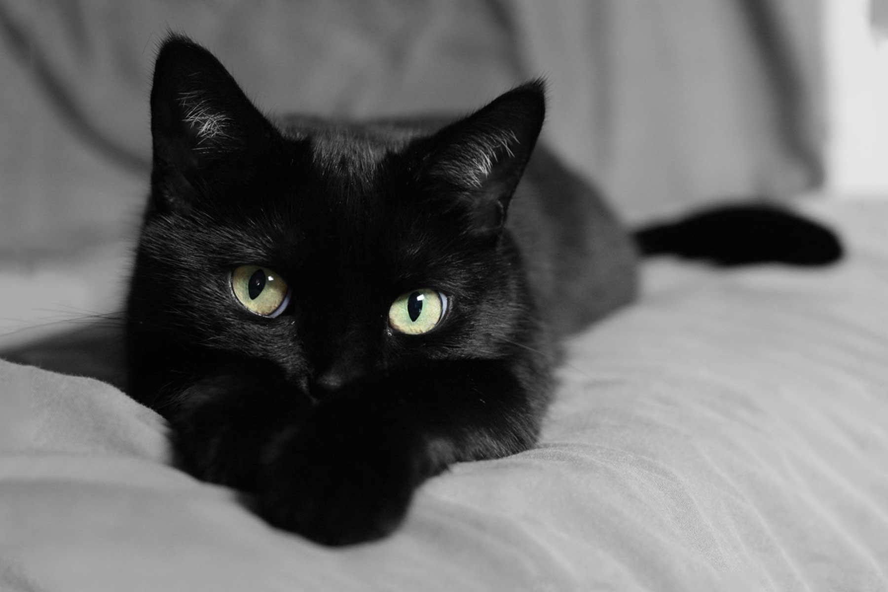 Черные глаза приметы. Черная кошка. Черные коты. Красивый черный кот. Кошечка черная.
