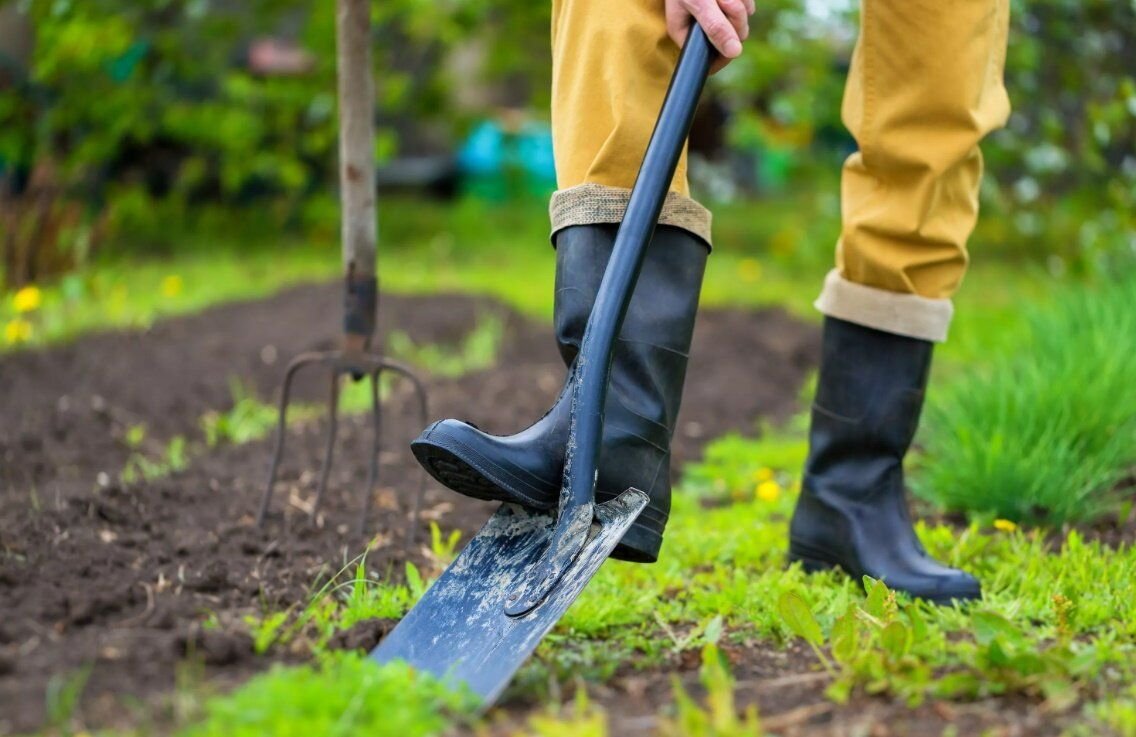Надо ли перекапывать землю. Лопата для огорода. Копать огород. Копать лопатой. Копка огорода.