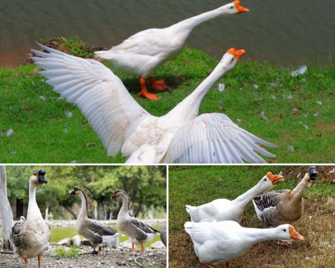 Птицеводство гуси. Гуси в деревне. Утки породы эйльсбюри. Гусь встречает хозяина. Гусь.