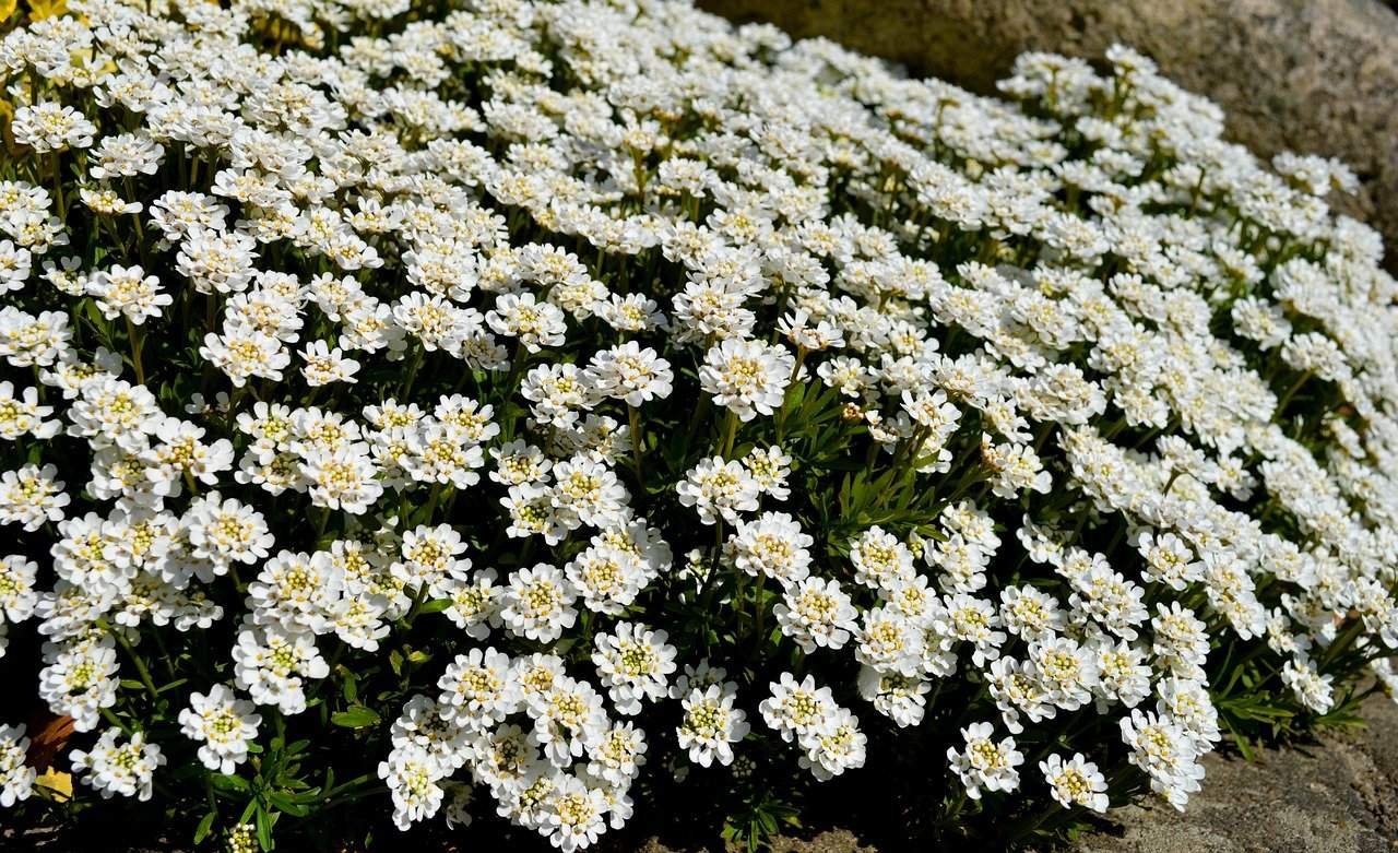 Иберис Iberis sempervirens Whistler