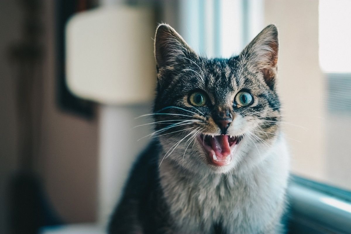 Почему кошки мяукают дома. Кошки. Кошка с приоткрытым ртом. Котик мяукает. Кричащий кот.