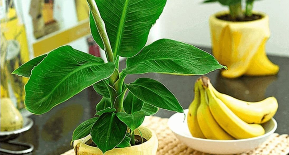 Банановое удобрение для комнатных