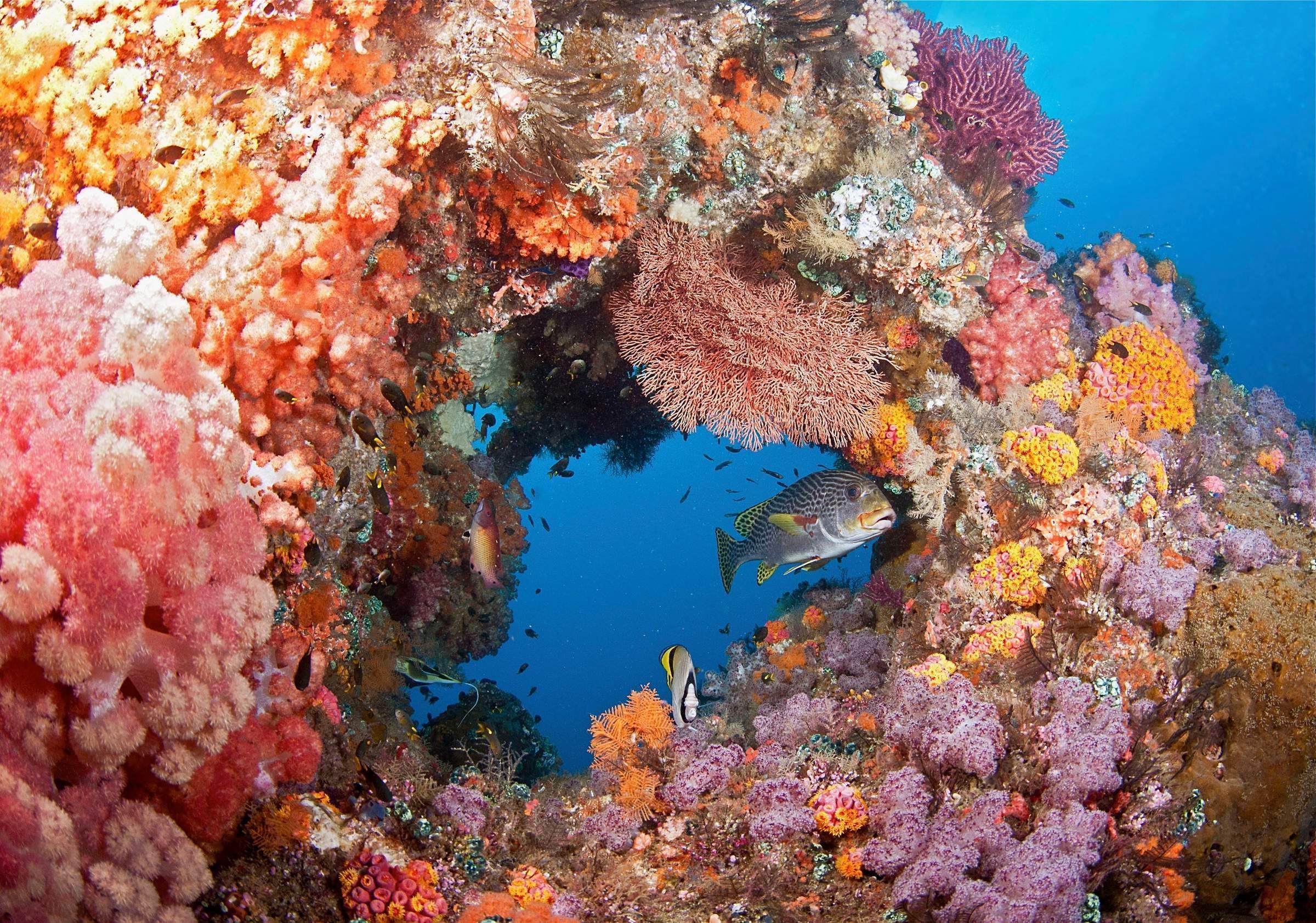 красное море рифы