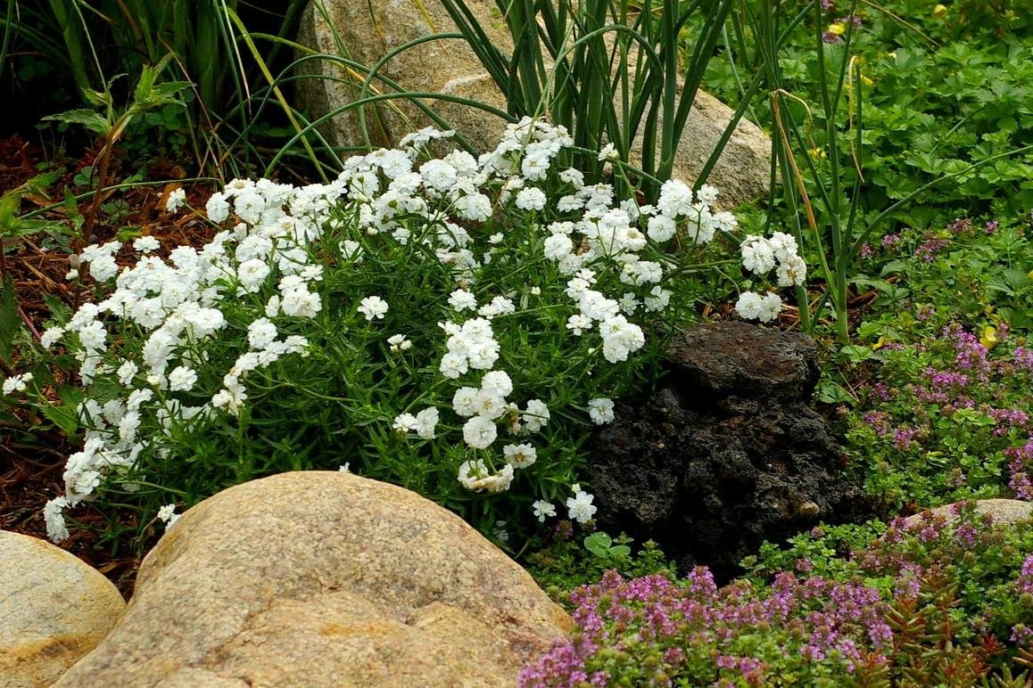 Тысячелистник птармика жемчуг. Тысячелистник птармика посадка и уход. Тысячелистник птармика diadem (диадем). Тысячелистник птармика. Тысячелистник птармика жемчужница.