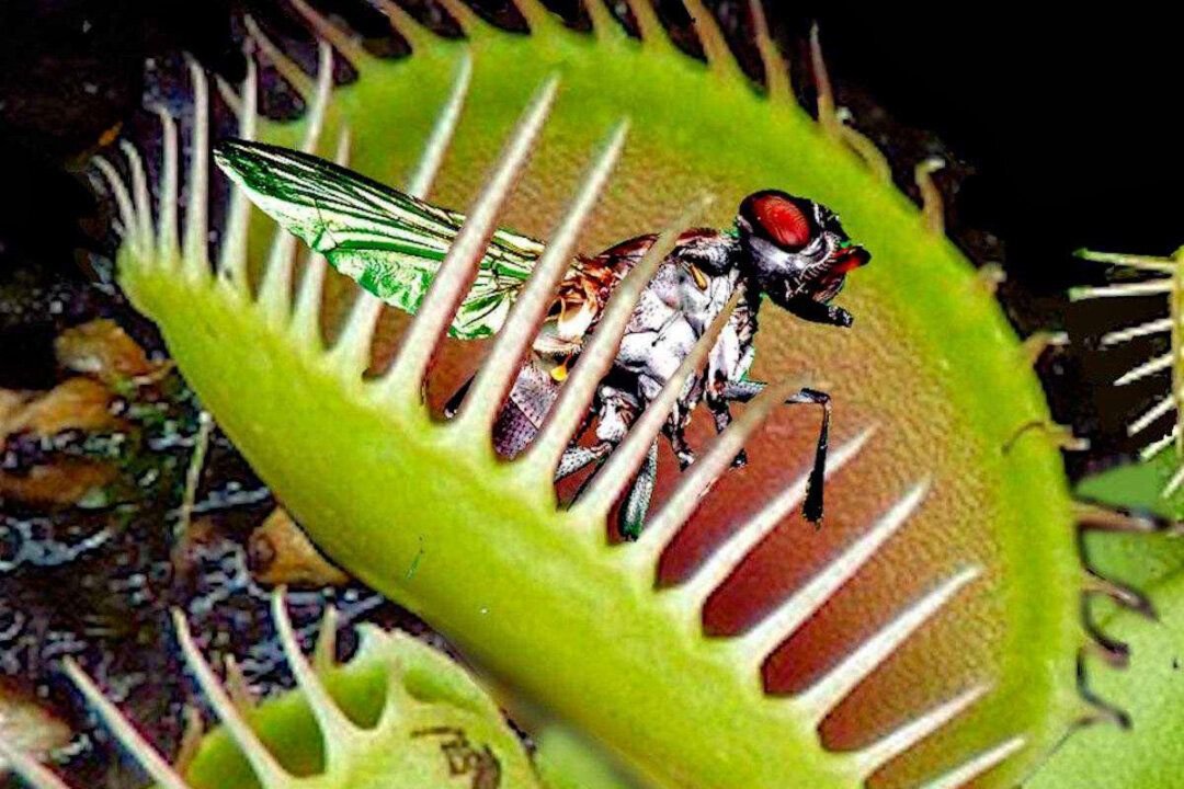 На рисунке изображена венерина мухоловка захватывающая насекомое. Дионея мухоловка. Венерина Дионея. Венерина мухоловка Dionaea. Венерина мухоловка Хищные растения.