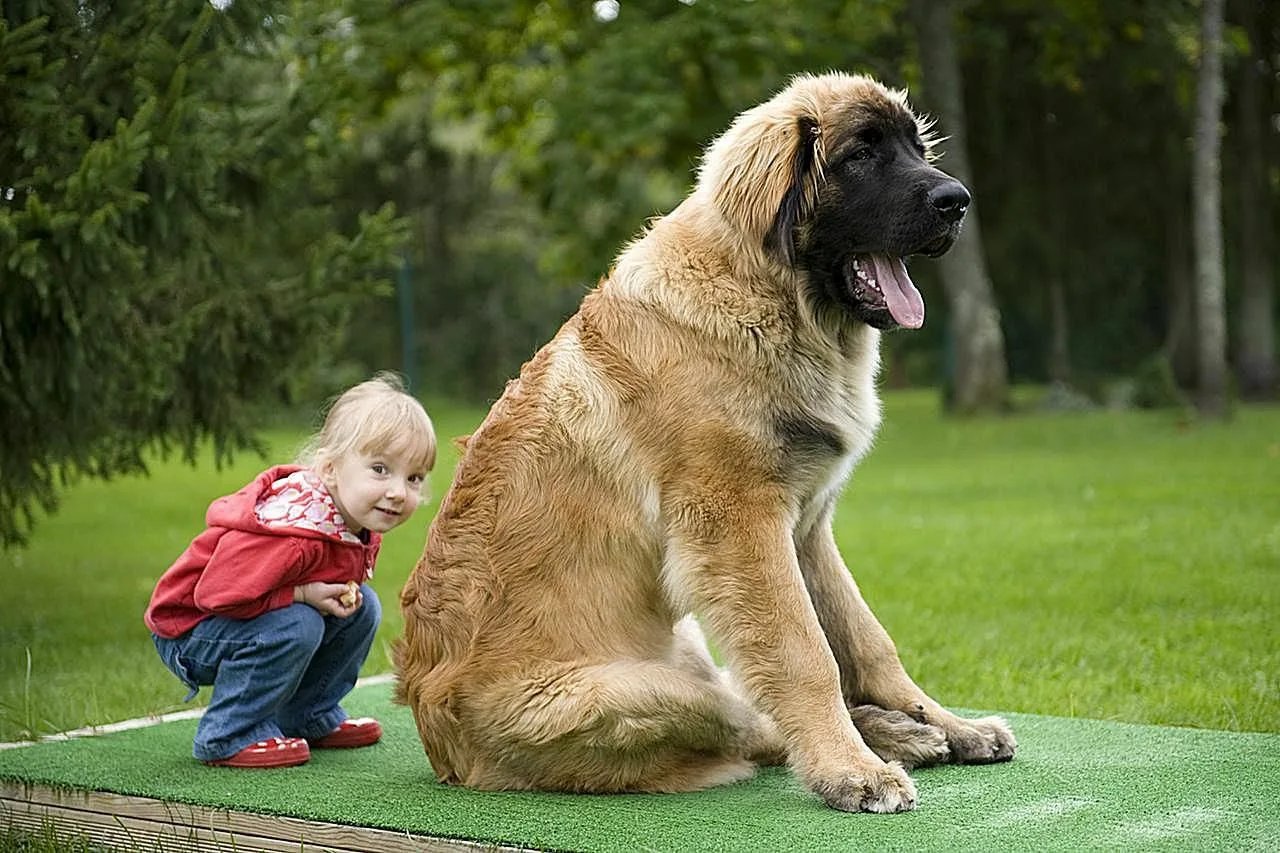 3 породы крупной собаки. Леонбергер. Порода собак Леонбергер. Леонбергер большие. Леонбергер и тибетский мастиф.