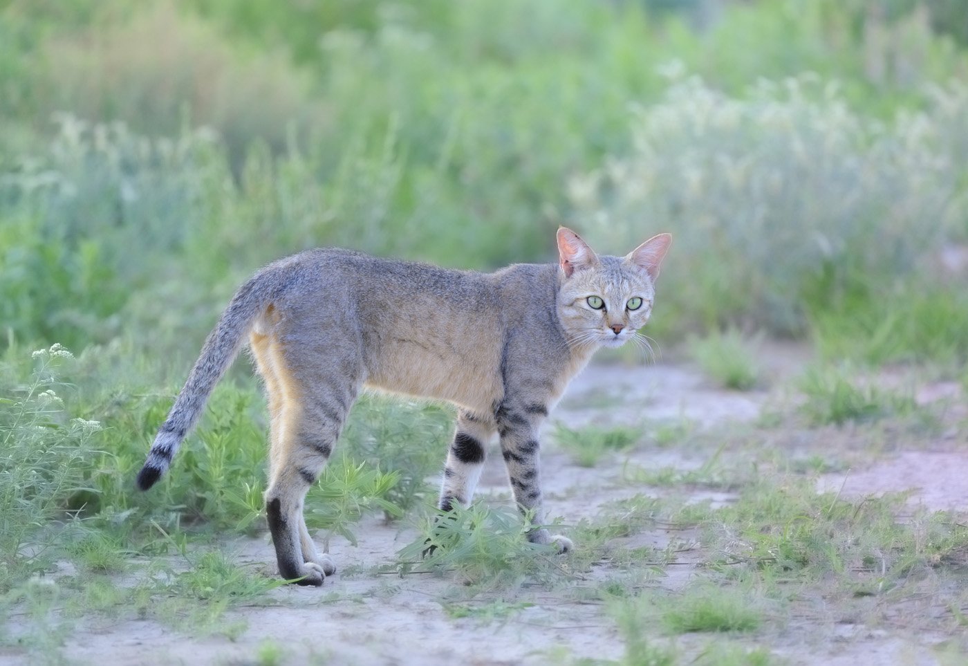 Африканская Дикая кошка (Felis lybica)