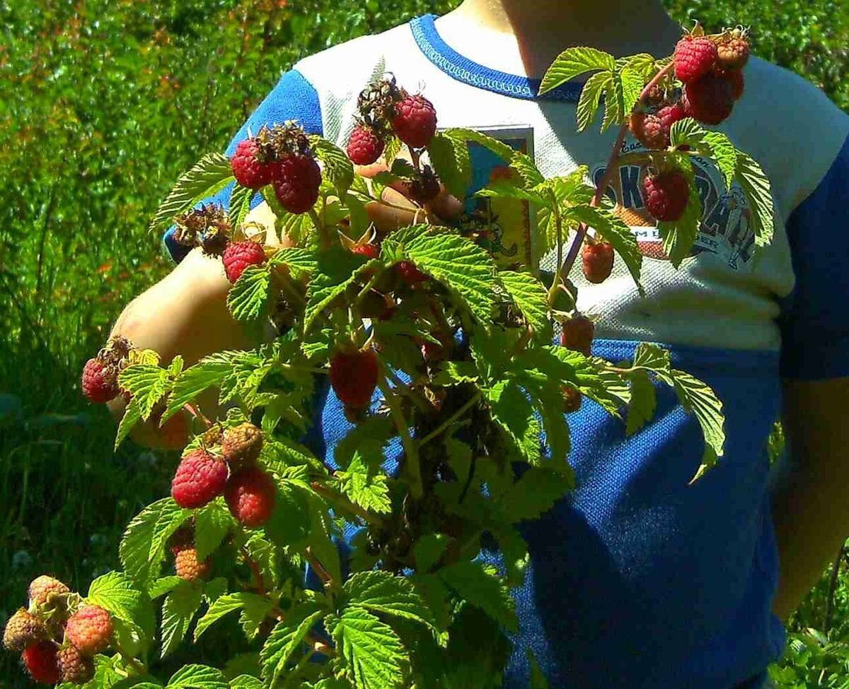 Малина сорта фото отзывы садоводов. Малиновое дерево Крепыш. Малиновое дерево Крепыш Таруса. Малина Крепыш малиновое дерево. Штамбовая малина Крепыш.