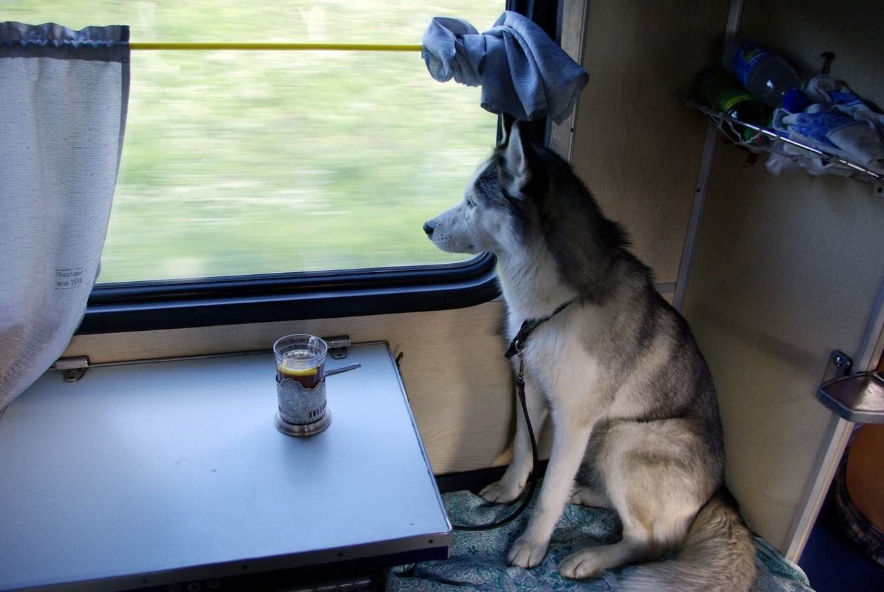 Можно в электричку с собакой. Собака в поезде. Электричка собака. Вагоны для пассажиров с животными. Животные в купе.
