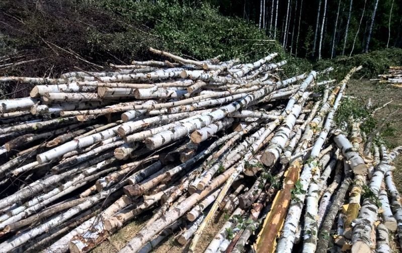 Дрова березовые в мешках. Дрова кругляк береза. Горбыль березовый пиленый. Дрова берёзовые колотые. Камаз дрова кругляк 4м.