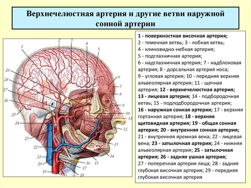 Кровоснабжение головы и шеи анатомия схема