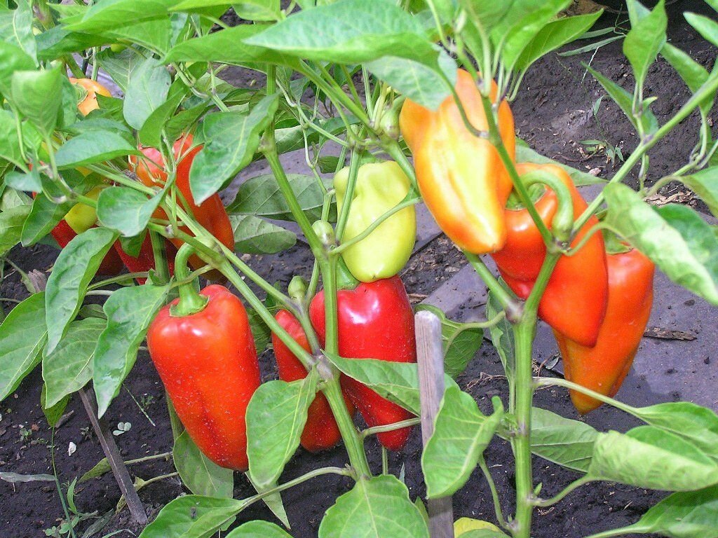Перец сладкий голиаф. Болгарские перцы тепличные. Перец в огороде. Перец выращивание в открытом. Перец сладкий кузя.