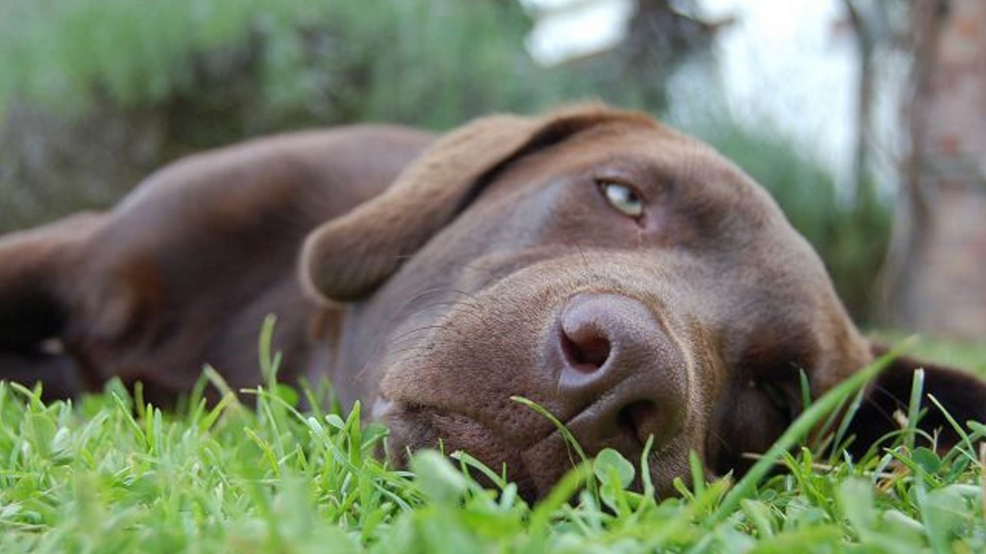 рвота и желтый стул у собаки