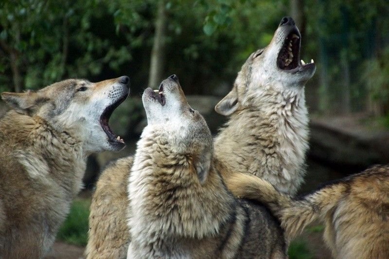 матерый волк. светлана шепот ведунья севера. волк. волчья воля или выбор. волчья жизнь сериал.