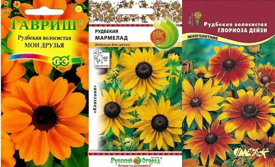 Рудбекия семенами в открытый грунт. Рудбекия. Рудбекия блестящая. Рудбекия хирта волосистая. Рудбекия махровая многолетняя.
