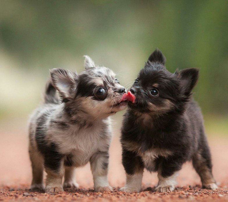 включи маленькие питомцы. игровой набор littlest pet shop коллекция петов b9343. Littlest pet shop мультик. включи маленькие питомцы. питомец потеряшка (scruff a luvs).