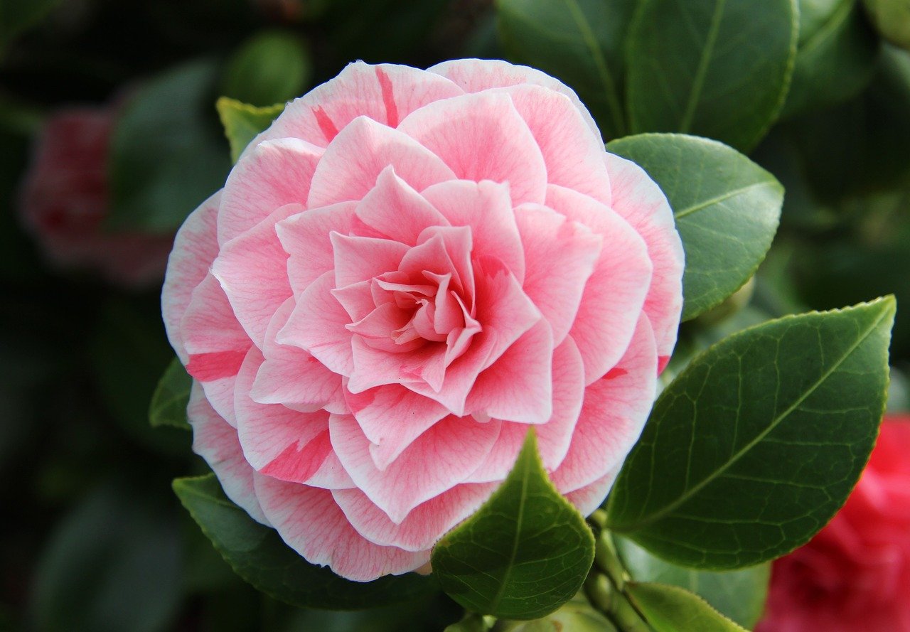 Камелия японская роза