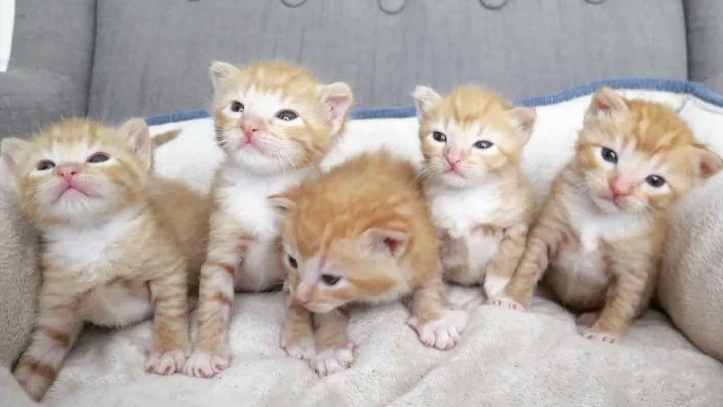 Новорожденные рыжие котята