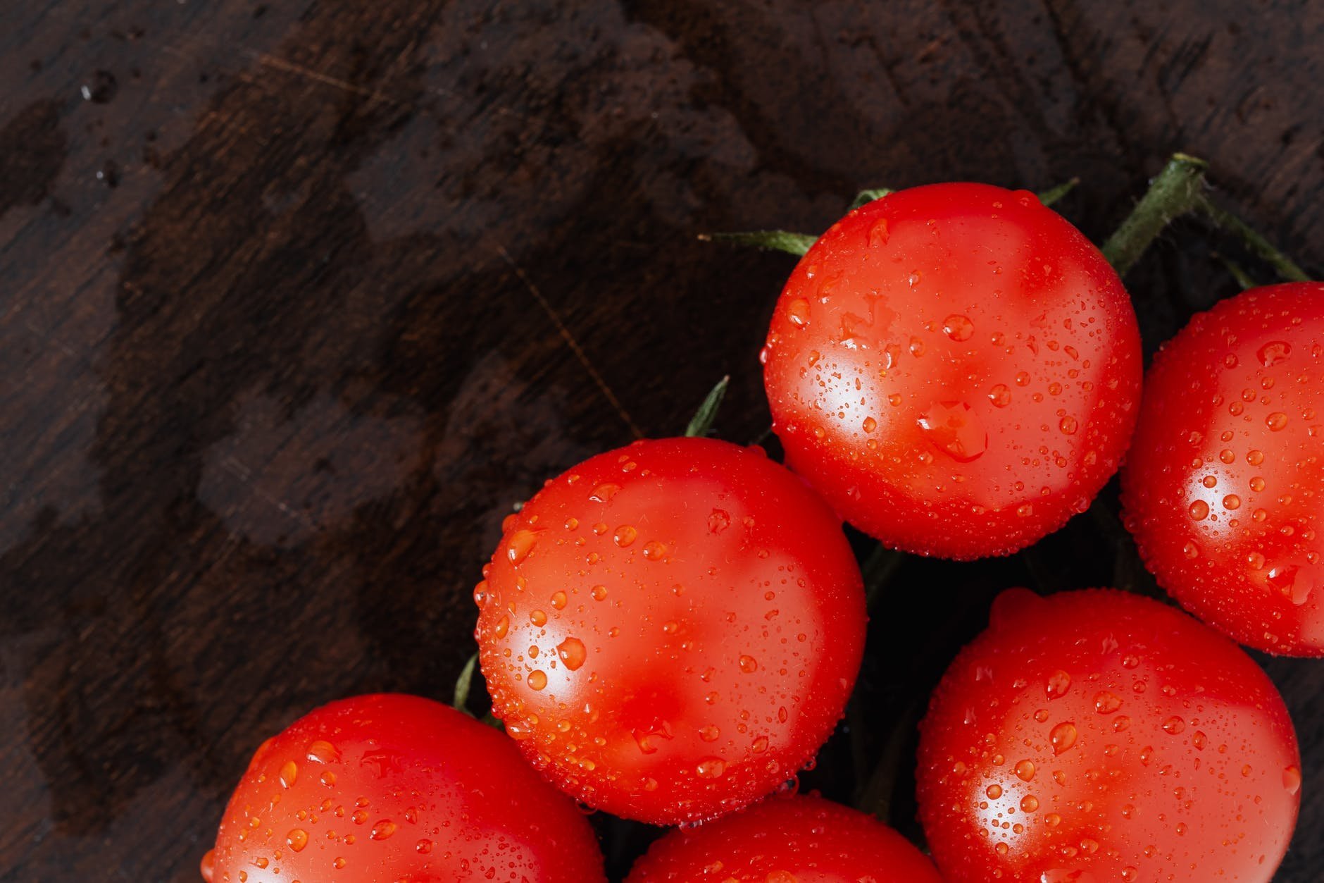 Pueden los perros comer tomate