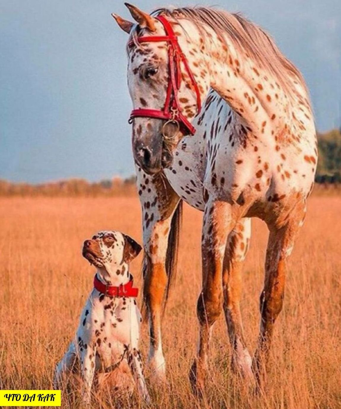 Лошадь и собака
