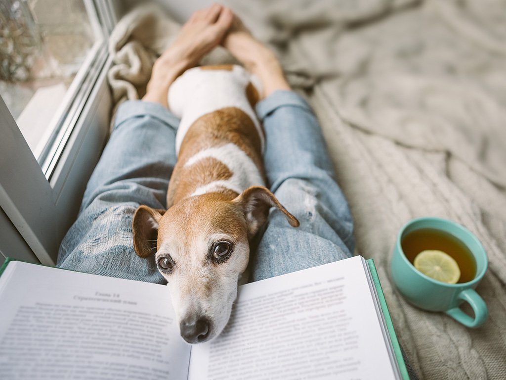 Собака читает книгу картинки