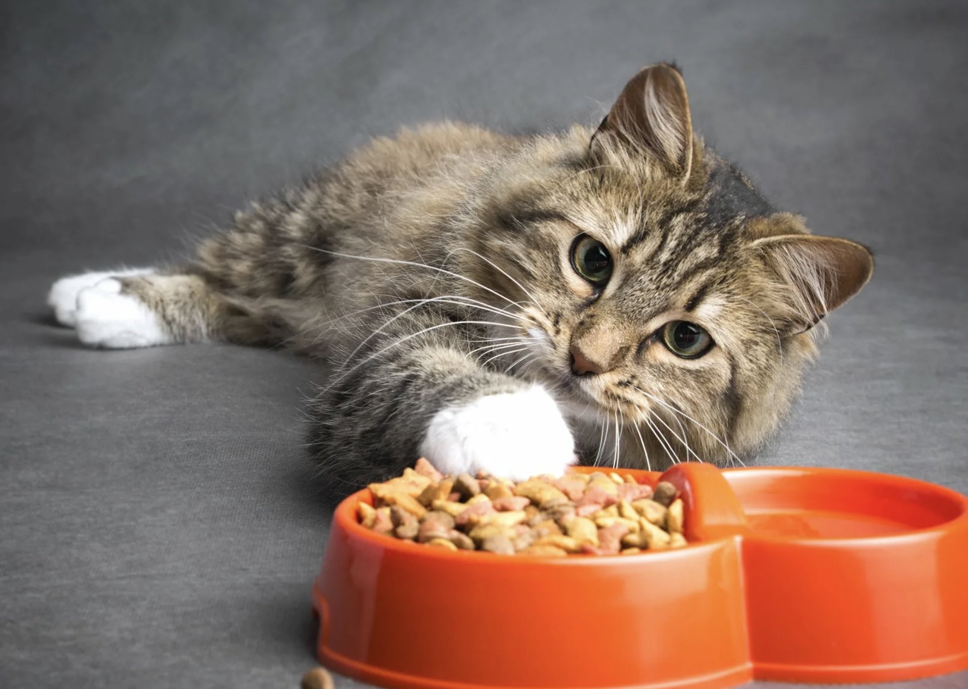 Кот объелся. Котик с едой. Сон кот ест кота. Кот объелся. Сон кот ест кота.