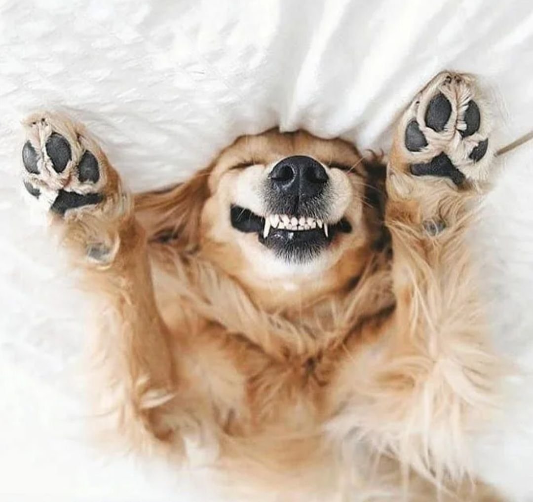 Счастливая собака картинки