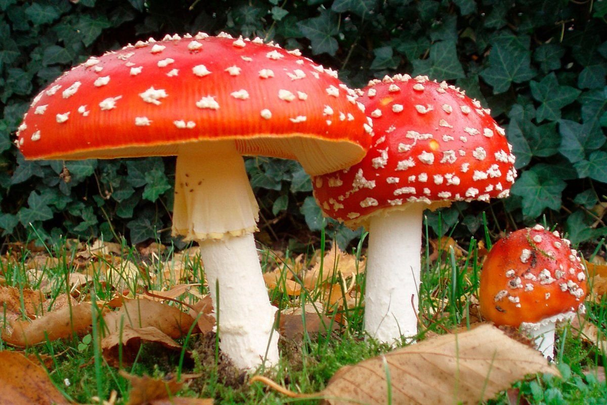 Мухомор красный (Amanita muscaria)