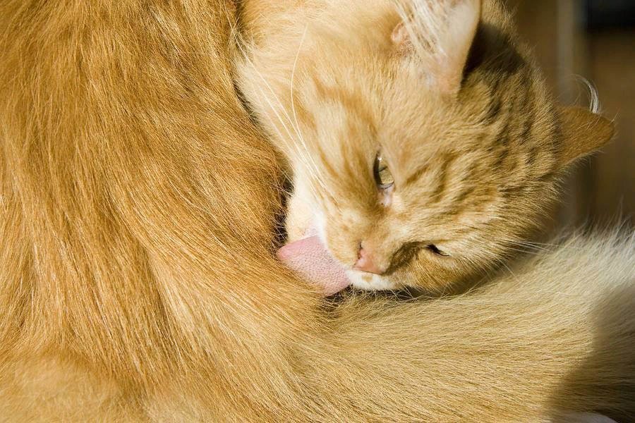 Кот постоянно лижется под хвостом. Кот с хвостом. Котик вылизывается. Коты с яйцами. Кошка лижет заднюю лапу.