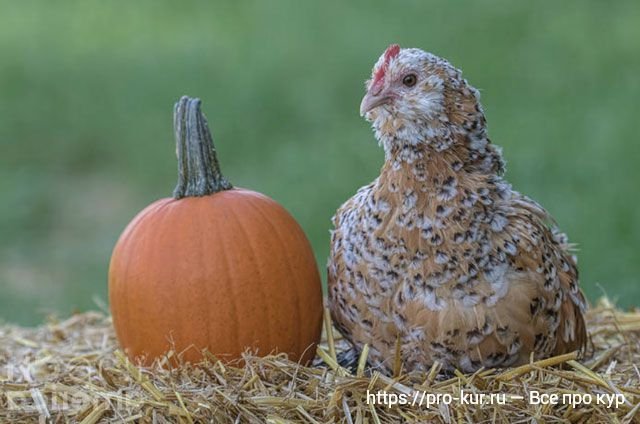 тыкву курам можно. деревня тыквы куры. фаршированная тыква. тыкву курам можно. курочки осенью.
