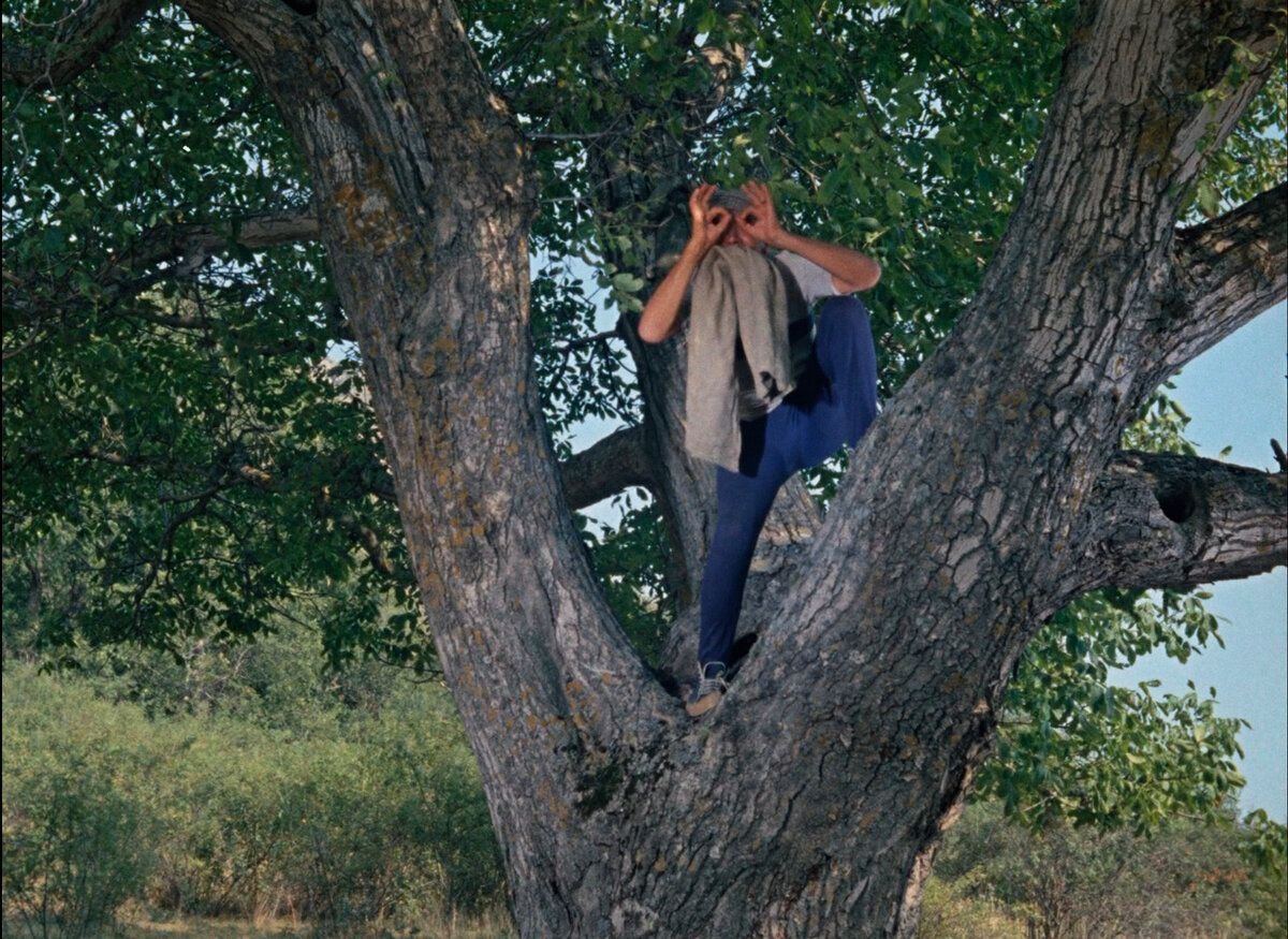 Кавказская пленница Никулин на дереве