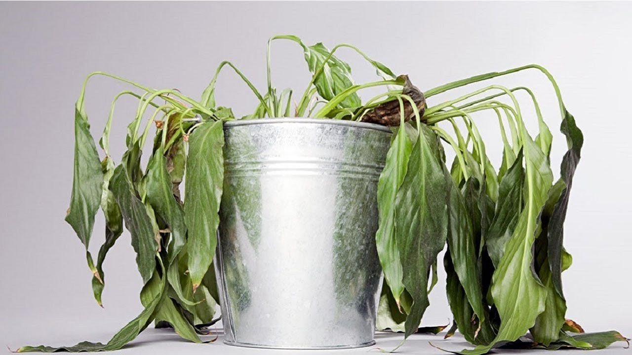 Замерз цветок в горшке что делать. Спасаем замиокулькас. Защита цветов от домашних животных. Замерз цветок в горшке что делать. Спасти цветок замиокулькас.