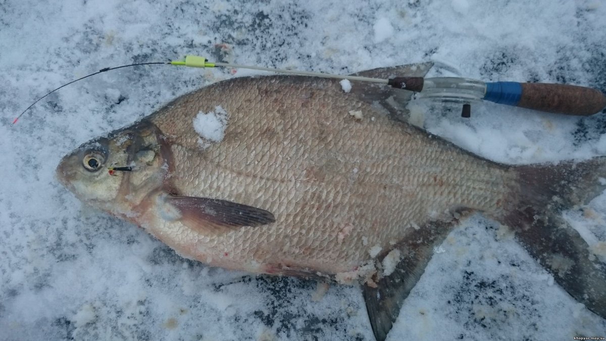 Рыбалка лещ зима