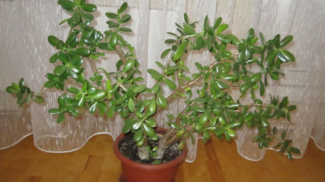 Толстянка денежное. Крассула цветок денежное дерево. Толстянка серебристая денежное дерево. Крассула толстянка цветы. Толстянка цветок.