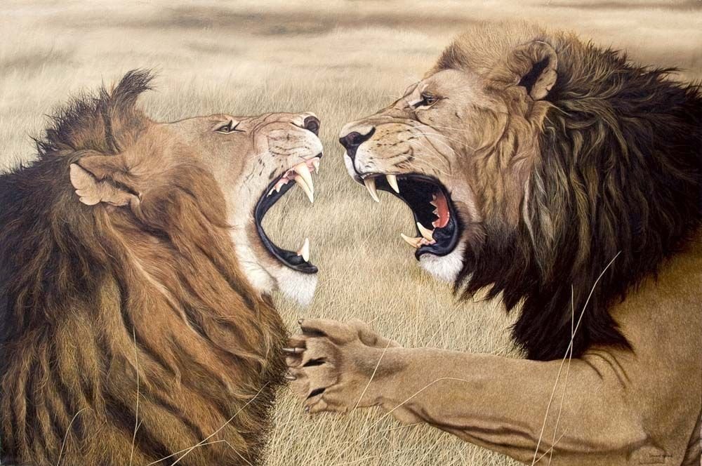 Схватки со львом. Львы дерутся. Лев сражается. В схватке со львом. Схватка Львов.