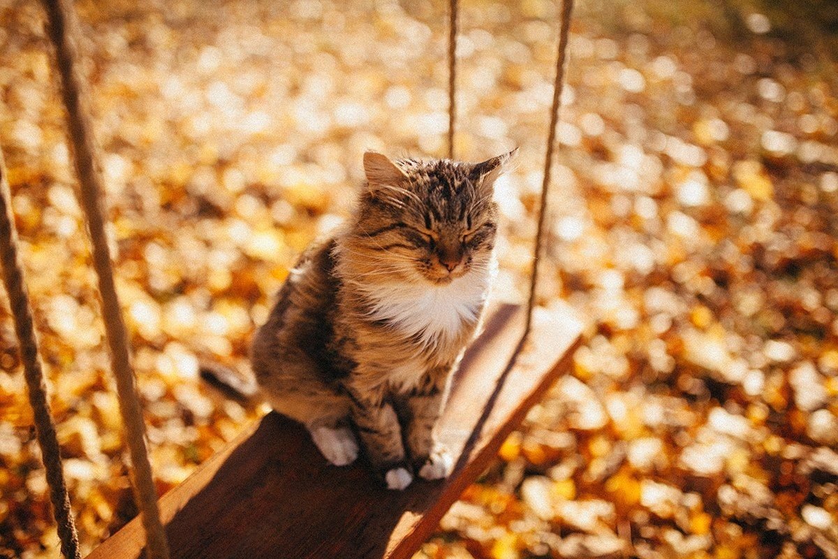 Котики осенью