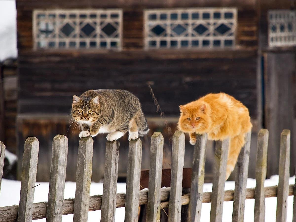 Кот на заборе картинки