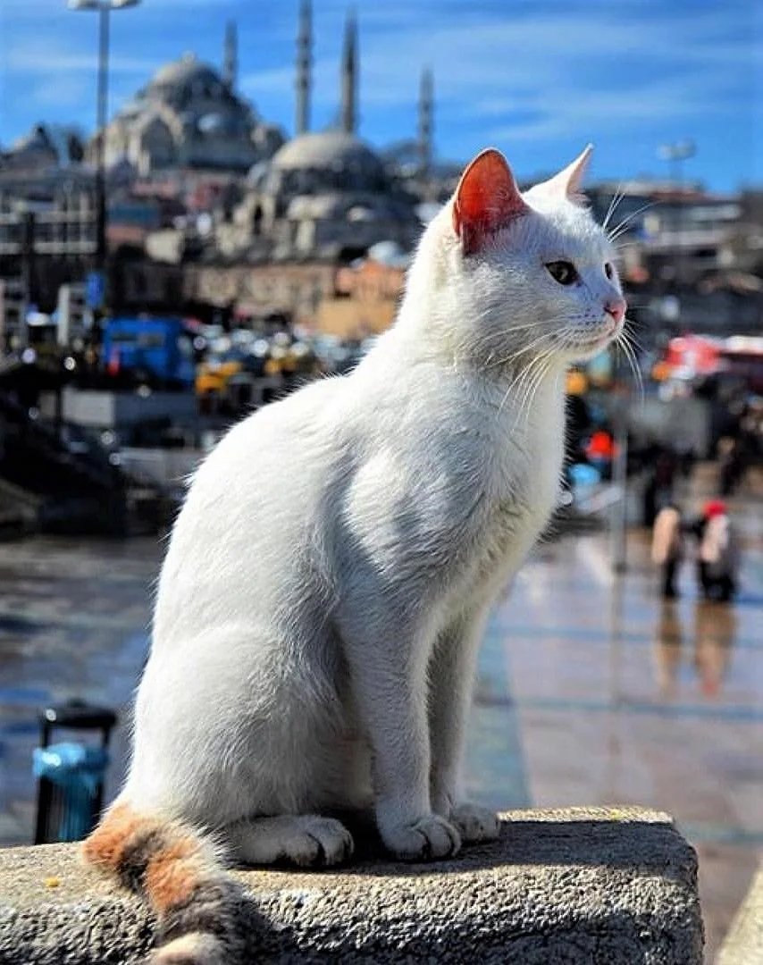 Коты в стамбуле