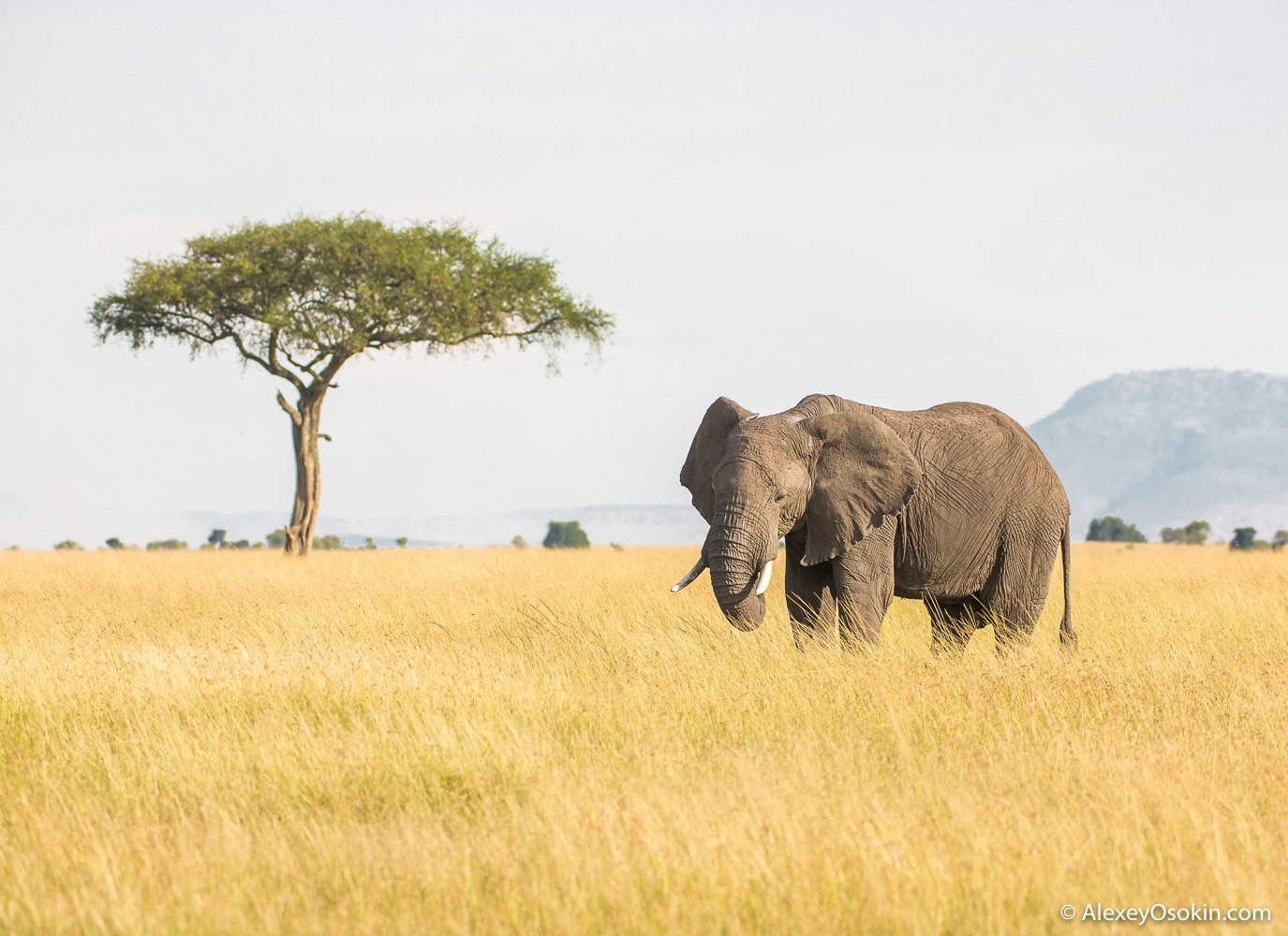 Самое крупное животное африки. Животные Африки. Опасные животные Африки. Сухопутные животные Африки. Самое опасное животное в Африке.