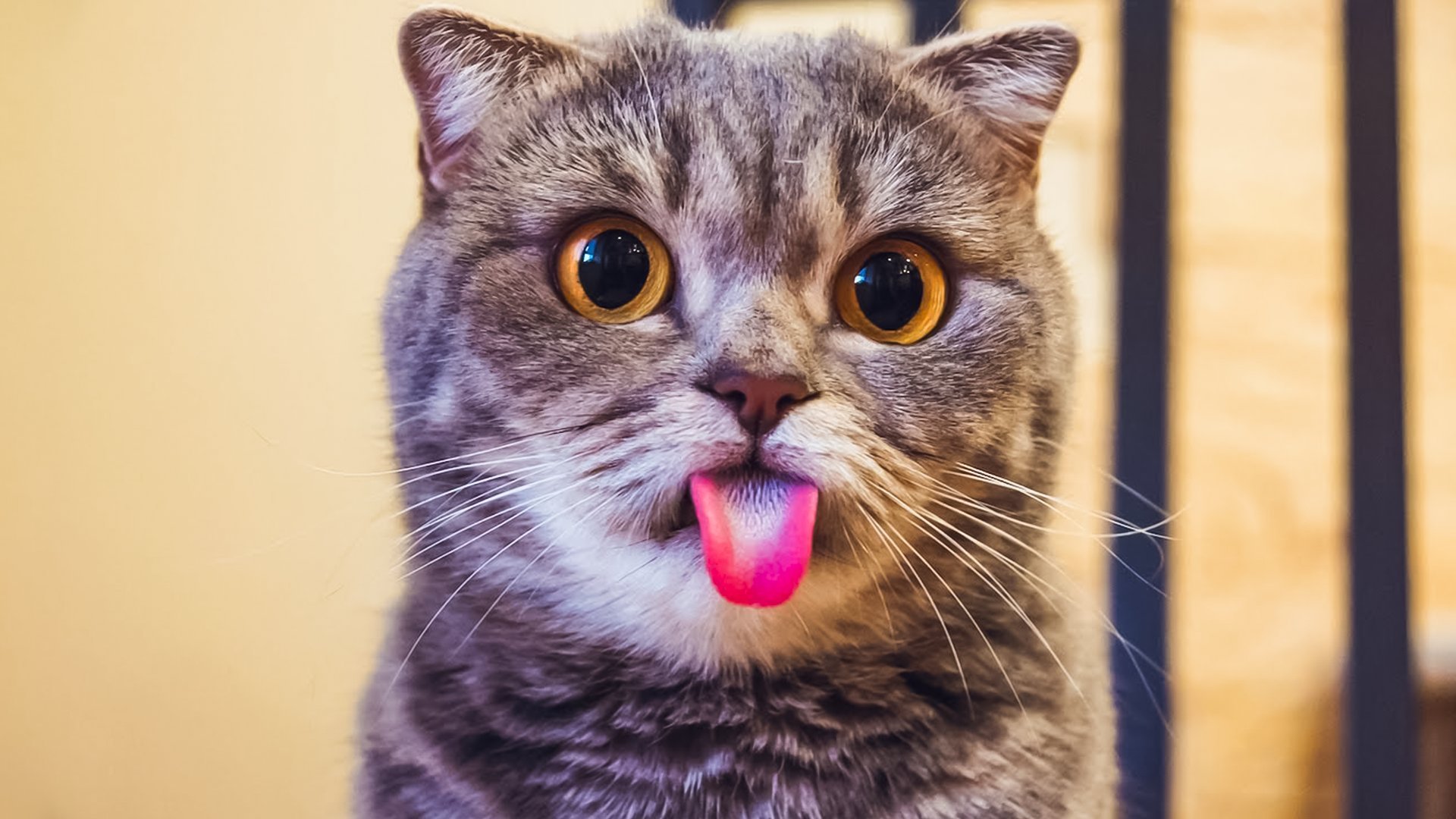 Кошка с высунутым языком
