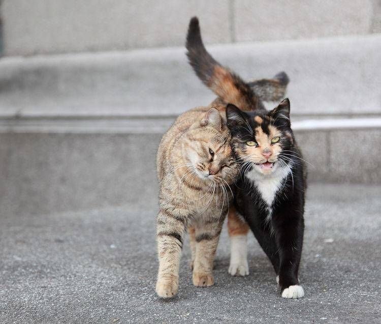 Фото двух кошек. Любовь между котиками. Кошки парочка. Пара с котом. Коты идут вместе.