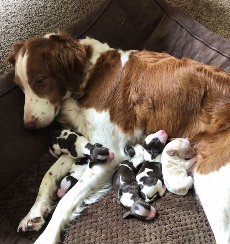 Снимки животных. Будни животных. Материнское счастье кошка. Будни животных. Будни животных.