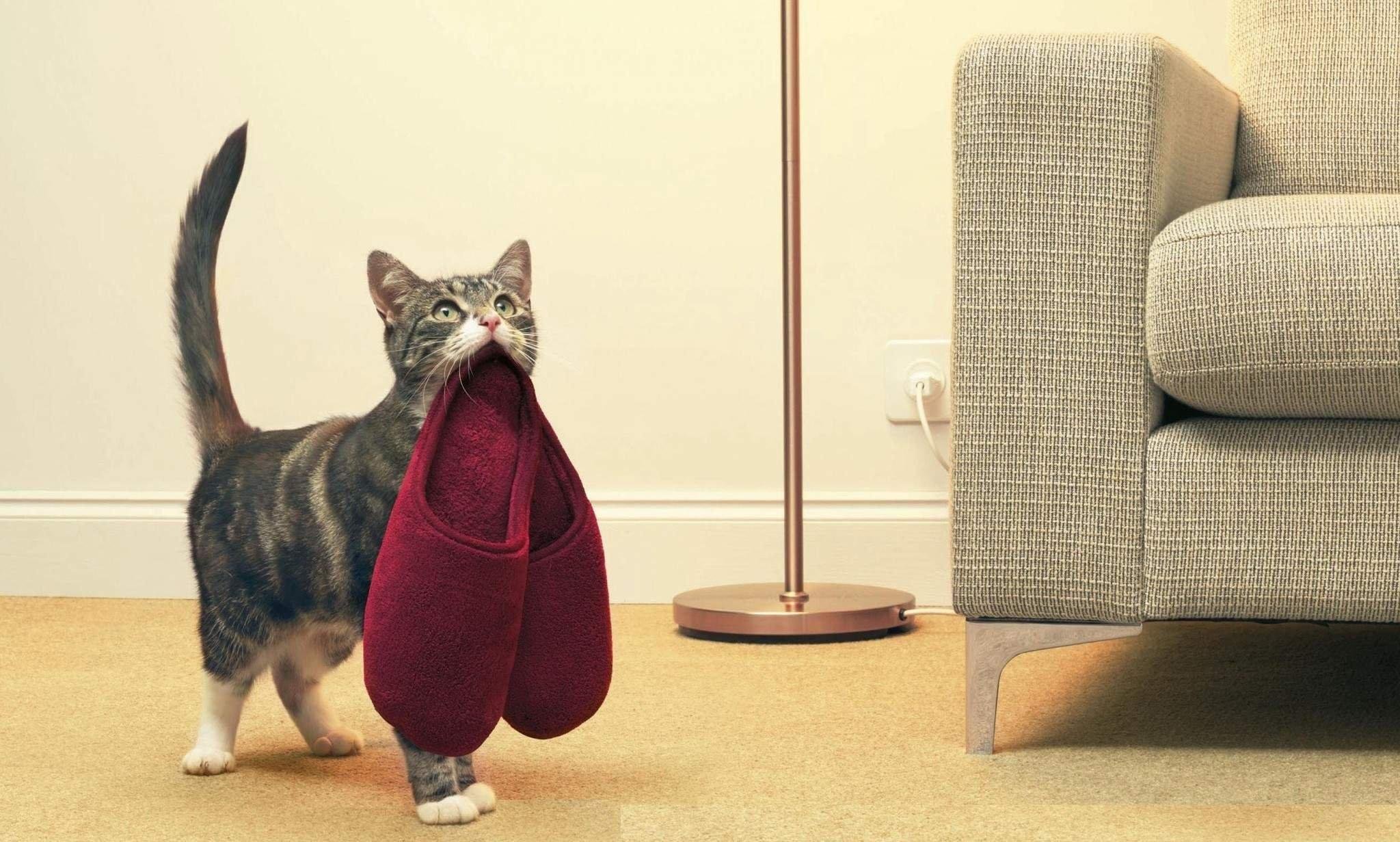 Собака и кошка ждут хозяина. Котик и хозяин. Собаки близнецы. Хозяин собаки. Кошка и собака за столом.